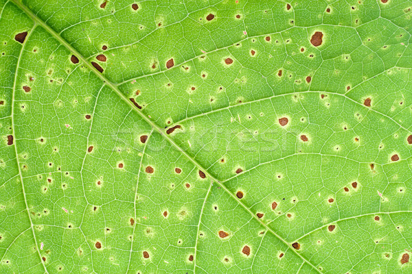 Rák daganat igazi zöld levél foltok textúra Stock fotó © vavlt
