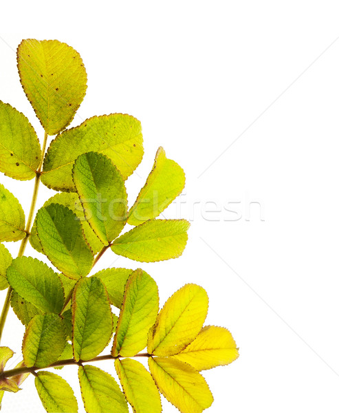 Wild rose leaves macro postcard Stock photo © vavlt