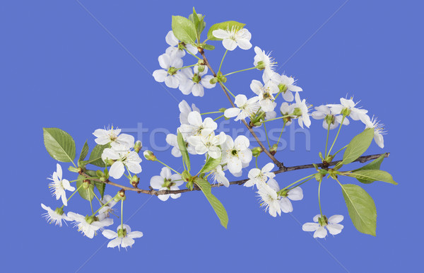  spring cherry blossoms on  blue Stock photo © vavlt