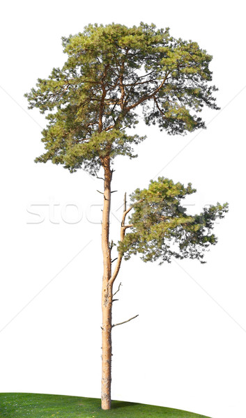 The lonely pine grows at hill top Stock photo © vavlt
