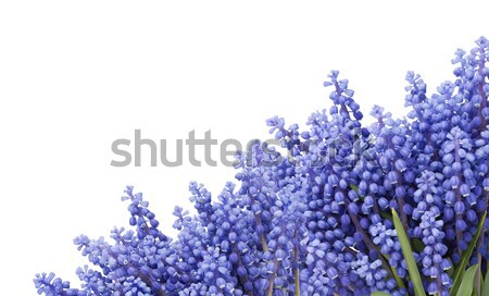 Postcard with  first springs flowers ' Muscari'  Stock photo © vavlt