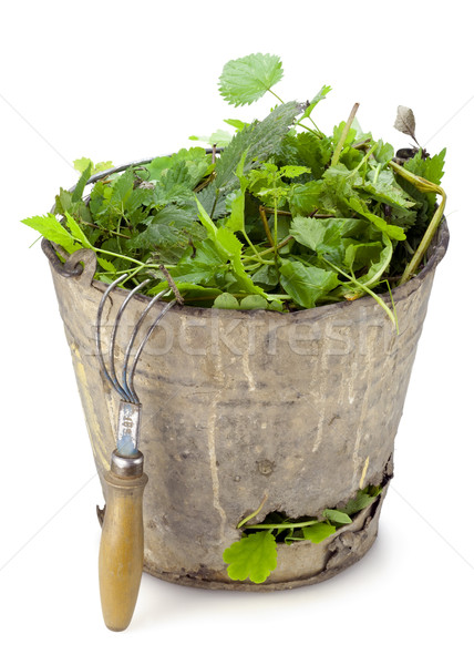 Old  bucket full of garden weeds Stock photo © vavlt