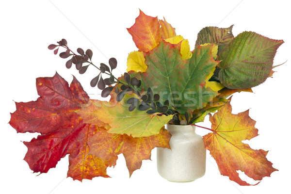 minimalistic  bouquet  - autumn maple leaves Stock photo © vavlt