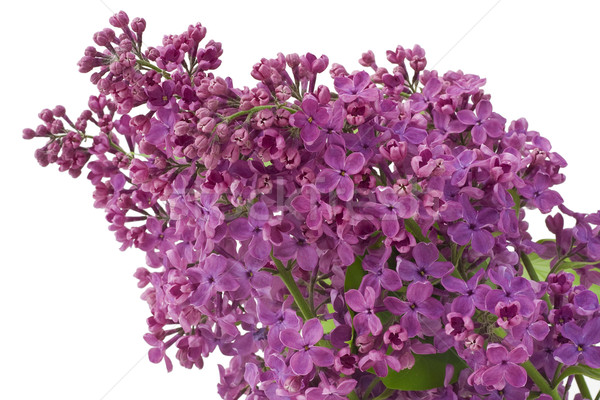 Purple  lilac background Stock photo © vavlt