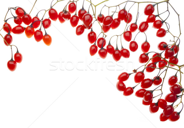 красный ядовитый Ягоды открытки изолированный белый Сток-фото © vavlt