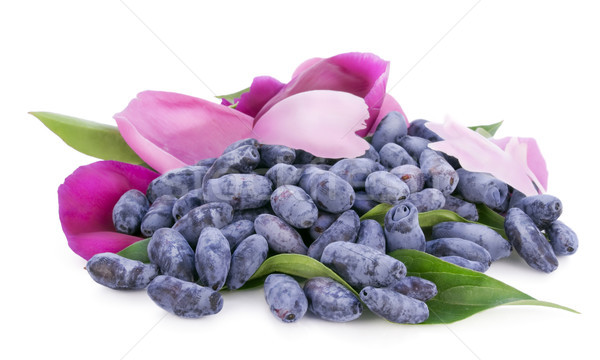 Berries of a honeysuckle Stock photo © vavlt