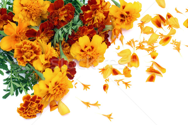 French Marigold isolated postcard Stock photo © vavlt