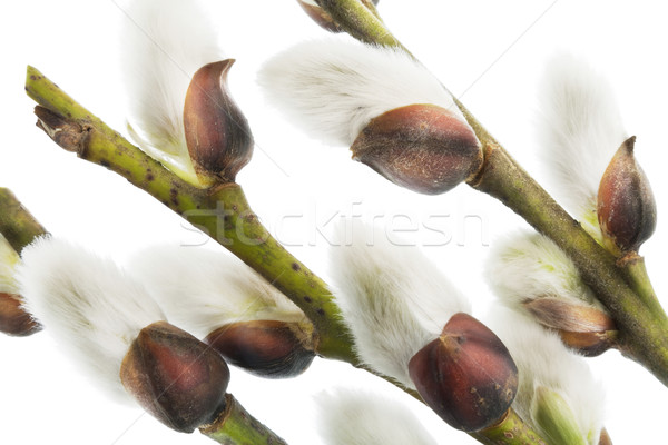 Első tavasz gyengéd ágak makró izolált Stock fotó © vavlt