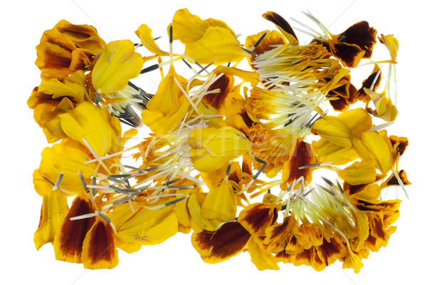French Marigold petals Stock photo © vavlt