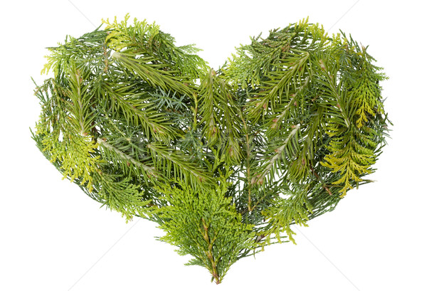 Stockfoto: Evergreen · christmas · bomen · hart · geïsoleerd