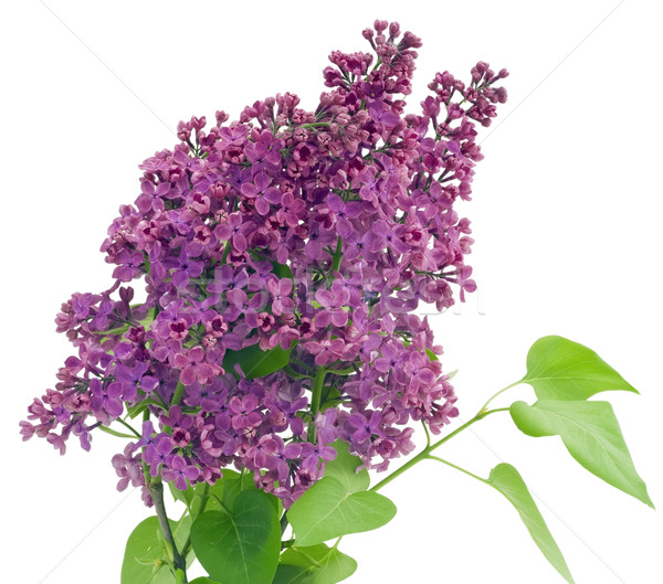 Purple  lilac isolated Stock photo © vavlt