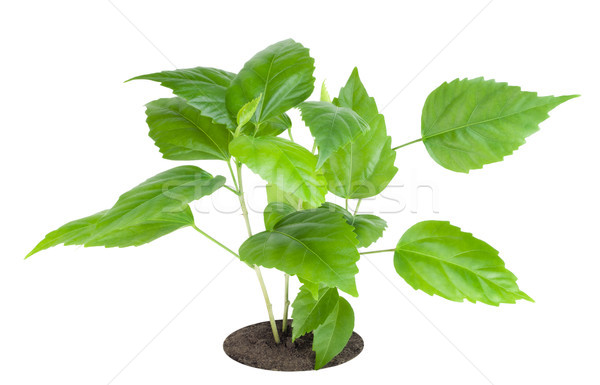 Jonge boom favoriet plant chinese steeg Stockfoto © vavlt
