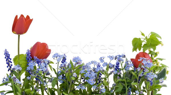 Border from myosotis and tulips Stock photo © vavlt