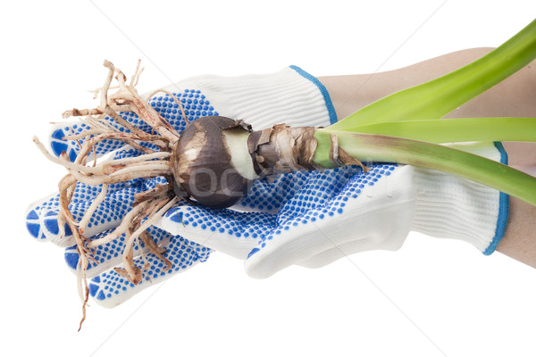 Hands of the farmer in white gloves hold a sapling Stock photo © vavlt