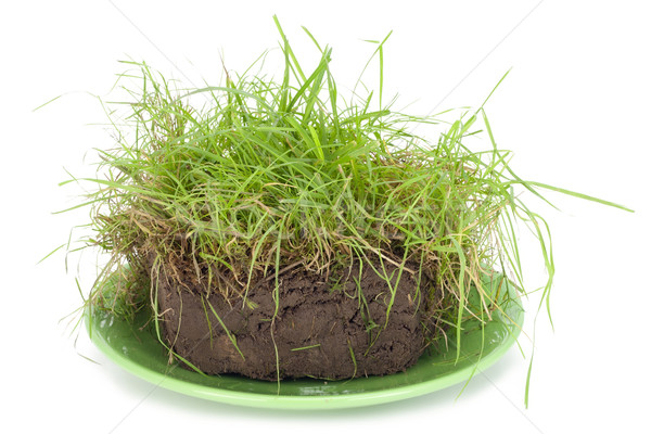 Darab pite tőzeg zöld fű hazugságok tányér Stock fotó © vavlt