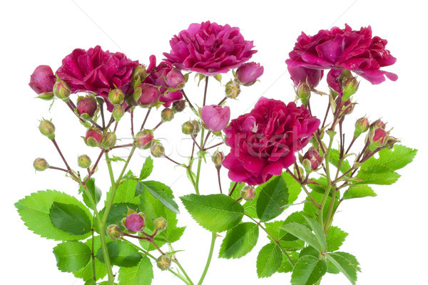 Pink roses with buds border Stock photo © vavlt