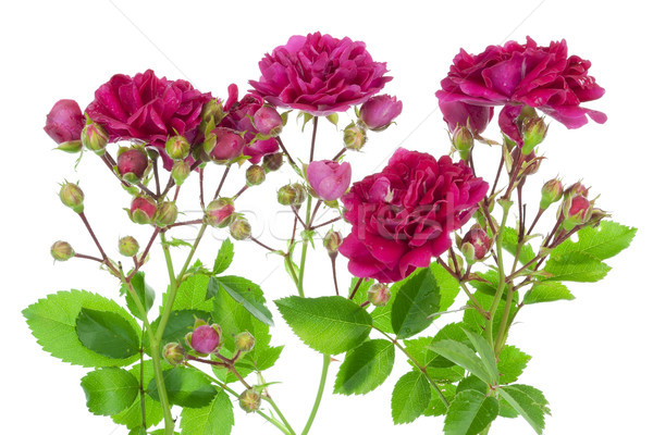 Rosa rose confine fresche giardino foglie Foto d'archivio © vavlt