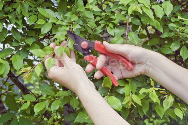 小心 灌木 準確 裝飾的 梅子 商業照片 © vavlt