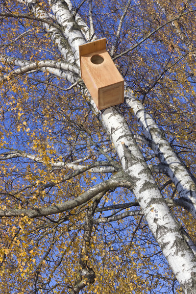 Starling  Birdhouse Stock photo © vavlt