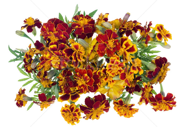  isolated medallion from  Saffron flowers Stock photo © vavlt