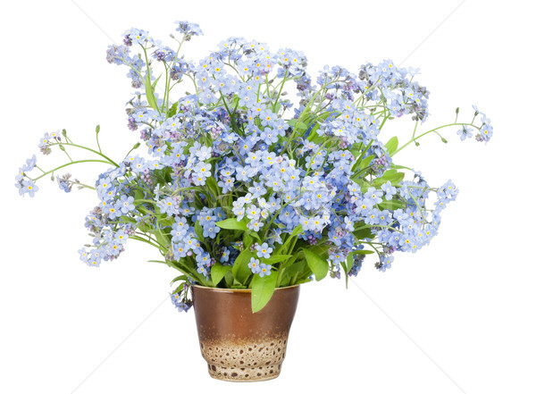  Bouquet from Forget-me-nots (Myosotis) Stock photo © vavlt