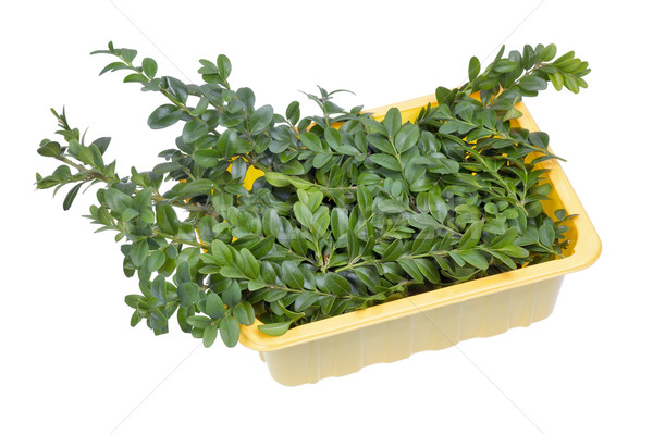 örökzöld növény ágak előkészített karácsony műanyag tároló Stock fotó © vavlt