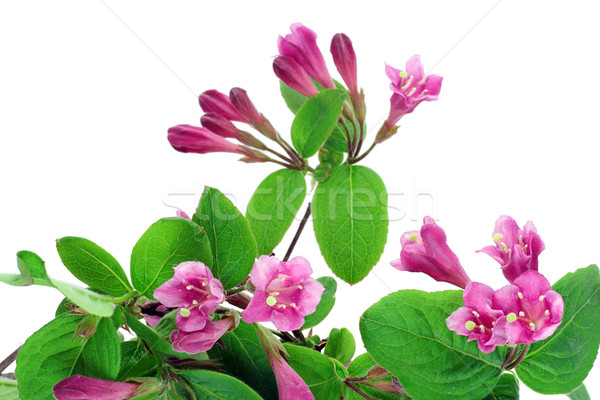 Foto stock: Rosa · ramo · arbusto · florescimento · primavera · cartão · postal