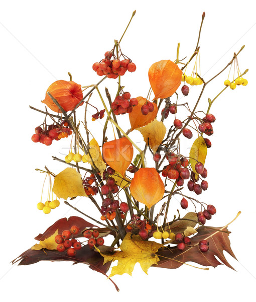 Dead autumn berries, leaves and branches Stock photo © vavlt