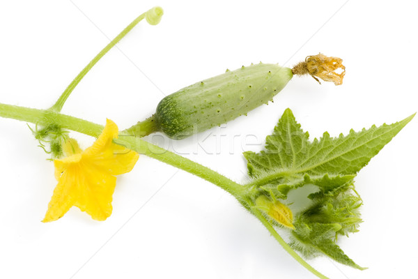 Gherkin on a cucumber branch Stock photo © vavlt