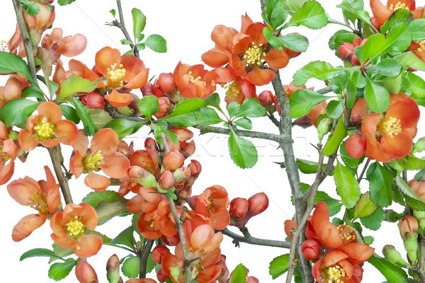 Japanese quince (Chaenomeles) background Stock photo © vavlt