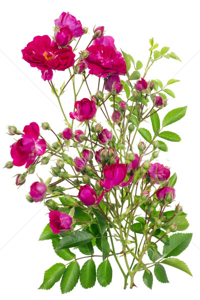 Rosa rose mini Bush floreale texture Foto d'archivio © vavlt