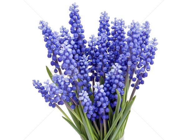 Springs flowers ' Muscari'  Stock photo © vavlt