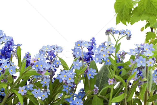 Grenze Postkarte Frühlingsblumen isoliert weiß Blume Stock foto © vavlt