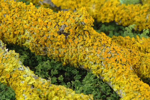 Yellow lichen on a branch Stock photo © vavlt