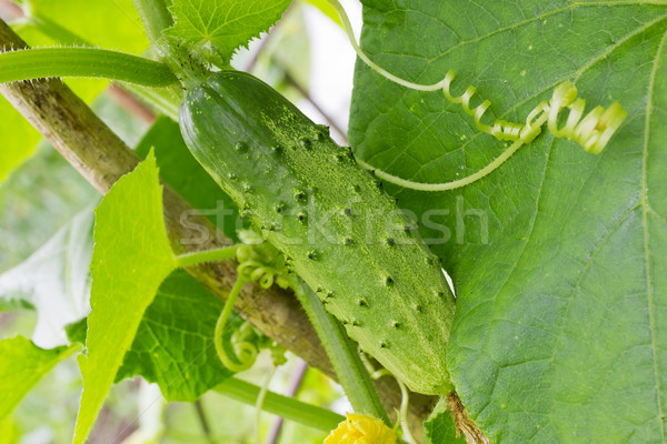 Cucumber on bush Stock photo © vavlt