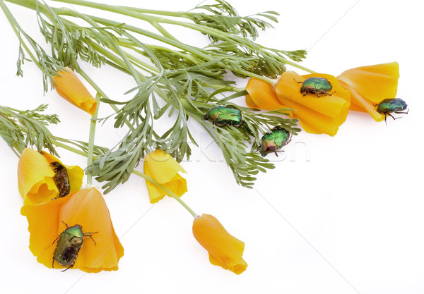 Foto stock: Ouro · esmeralda · erros · atacar · laranja · flores