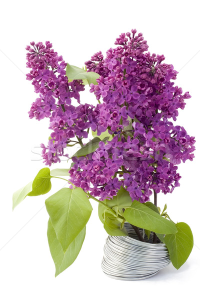 Branch of a lilac and wire Stock photo © vavlt