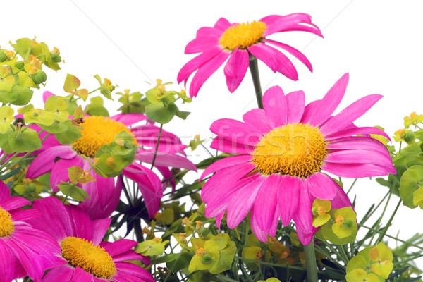 Pink camomiles macro Stock photo © vavlt