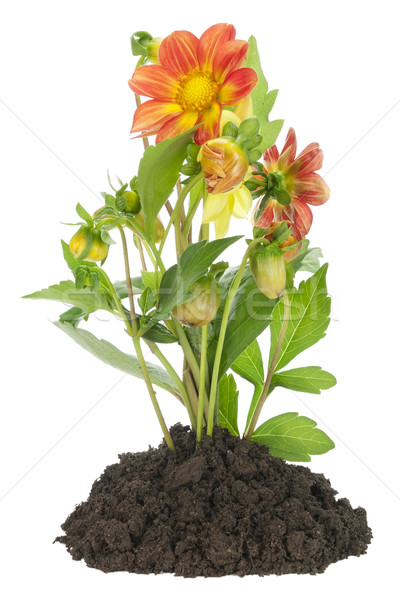 Stockfoto: Bush · europese · dahlia · klein · bed