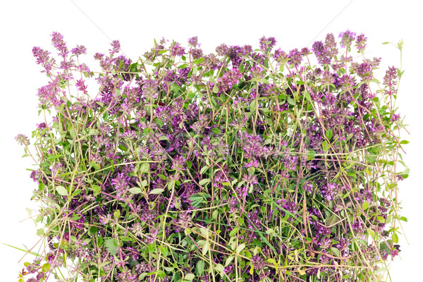  Thyme flower herb (Oregano) Stock photo © vavlt