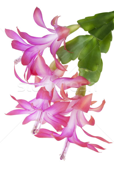 Indoor pink flower macro Stock photo © vavlt