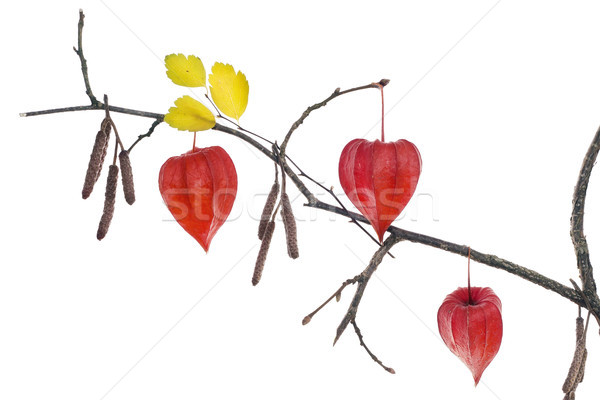 Сток-фото: красный · сердцах · осень · коробки · китайский · фонарь