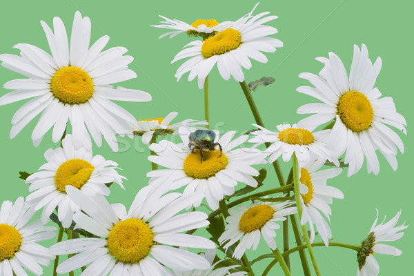 Groene bug witte gouden briefkaart geïsoleerd Stockfoto © vavlt