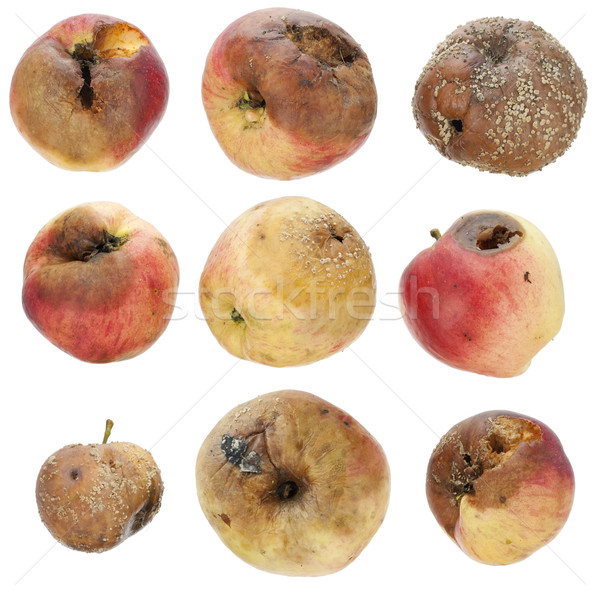 The rotten spoiled inedible apples set  Stock photo © vavlt