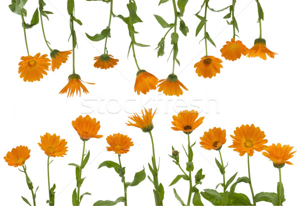 The isolated flowers of a calendula Stock photo © vavlt
