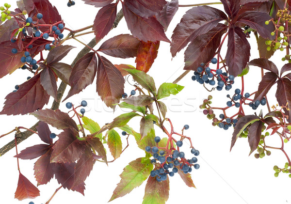 'The Maiden' wild grapes in October Stock photo © vavlt