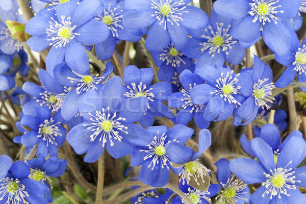 Foto d'archivio: Primo · blu · fiori · selvatico · boschi