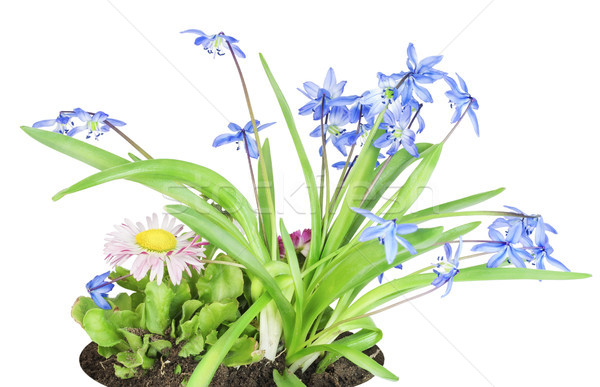 Stock photo: Blue snowdrops and pink daisy on bed