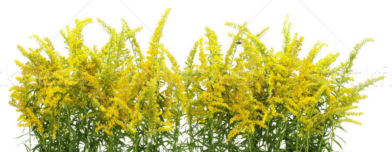 Yellow flowers border Stock photo © vavlt