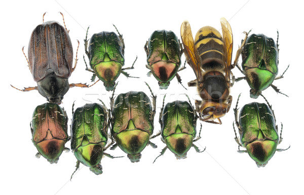 滑稽 · 采集 · 错误 / childrens june collection of bugs and